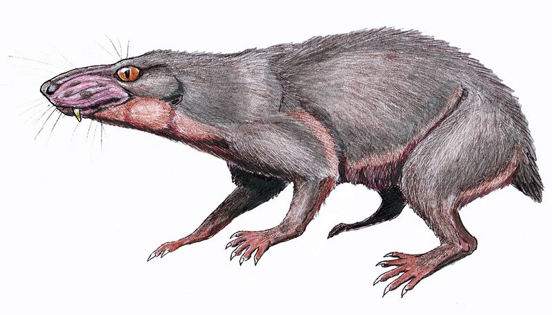 Файл:Regisaurus1DB.jpg