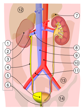 1. Мочевыделительная система человека: 2. почка 3. почечная лоханка 4. мочеточник 5. мочевой пузырь 6. мочеиспускательный канал. 7. надпочечник Сосуды: 8. почечная артерия и вена 9. нижняя полая вена 10. брюшная аорта 11. общая подвздошная артерия и вена Прочее: 12. печень 13. толстая кишка 14. таз