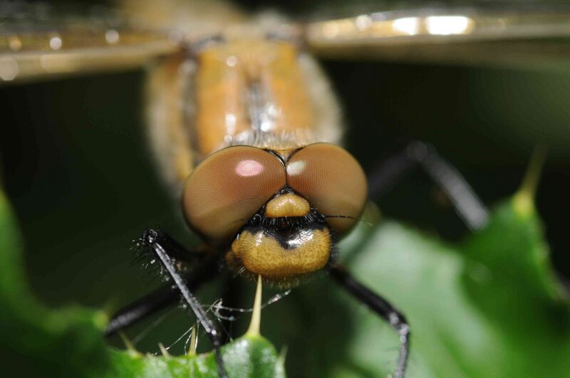 Файл:Epitheca bimaculata (2).jpg