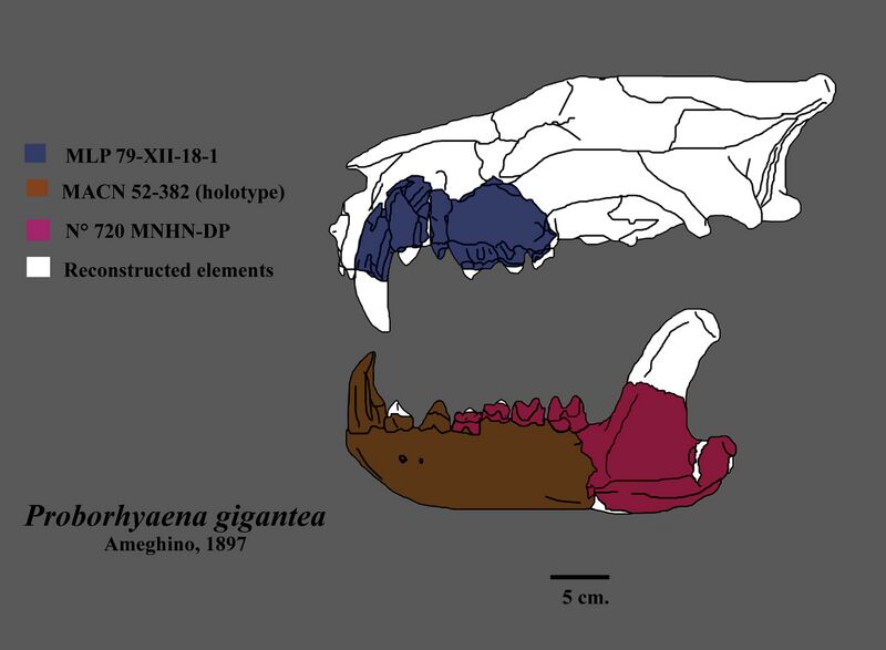 Файл:Proborhyaena skull.jpg