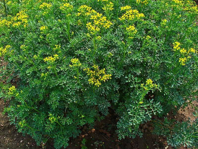 Файл:Ruta graveolens 001.JPG