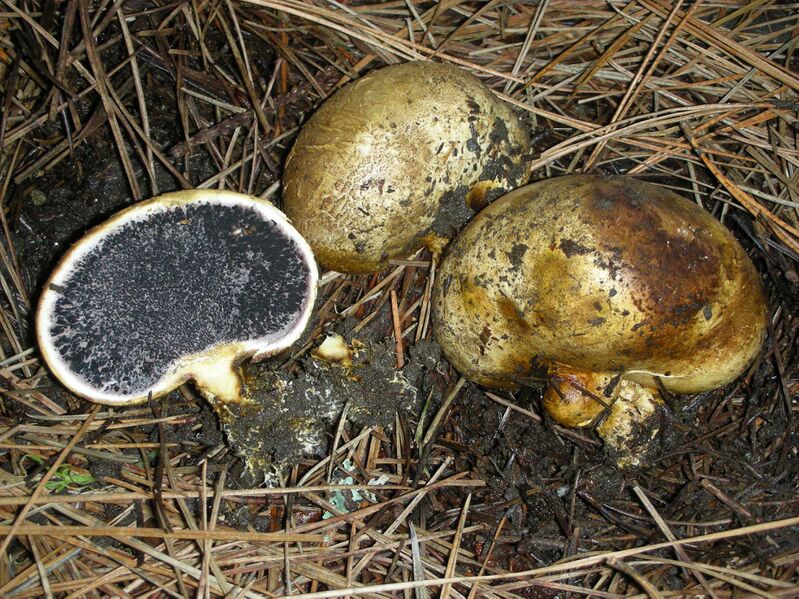 Файл:Scleroderma cepa.jpg