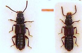 Coprophilus