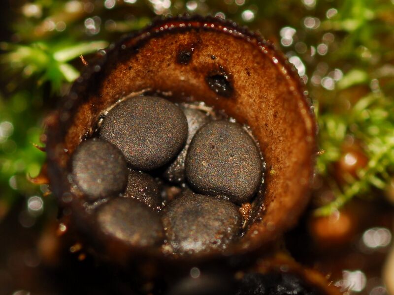 Файл:Cyathus stercoreus Fruchtkörper.JPG