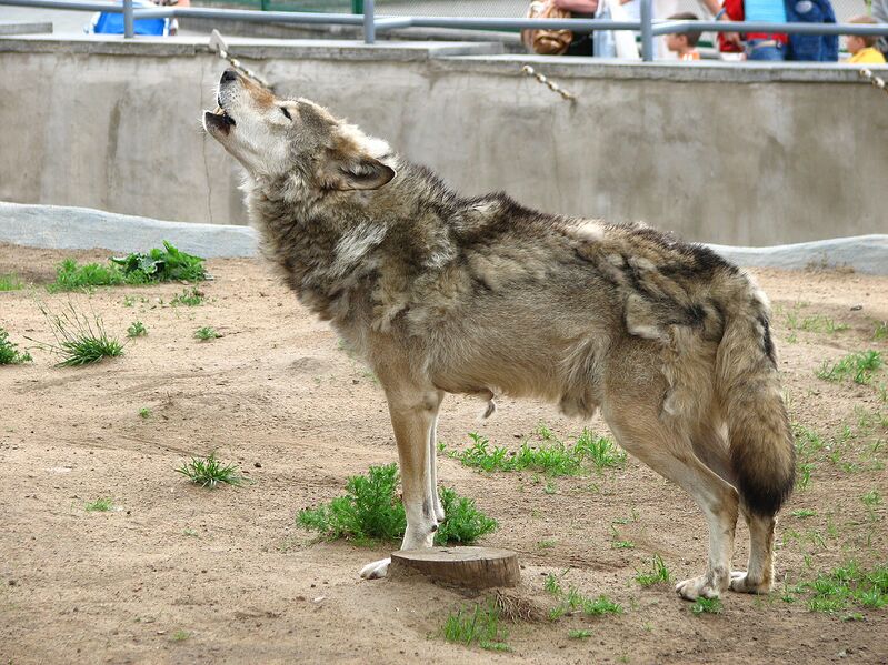 Файл:Howling wolf 01.jpg