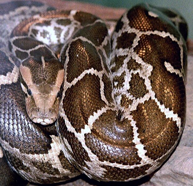 Файл:Python molurus molurus 2.jpg