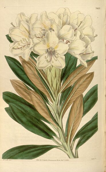 Файл:Rhododendron caucasicum.jpg