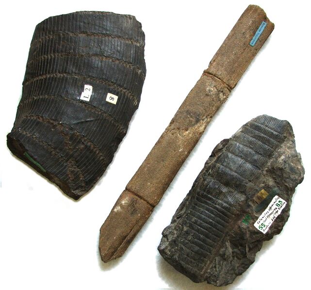 Файл:Calamites stems.JPG