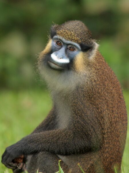 Файл:Cercopithecus cephus.JPG
