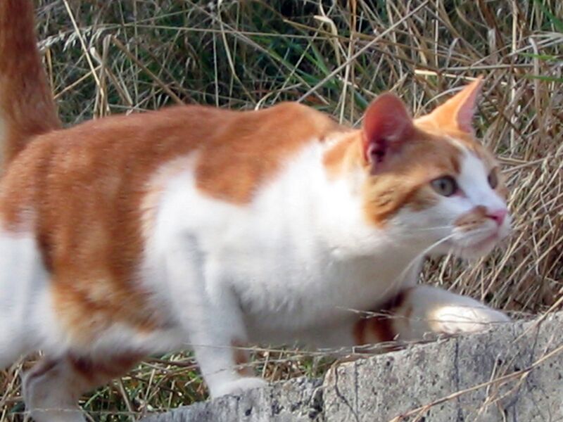 Файл:Chat-affut.JPG