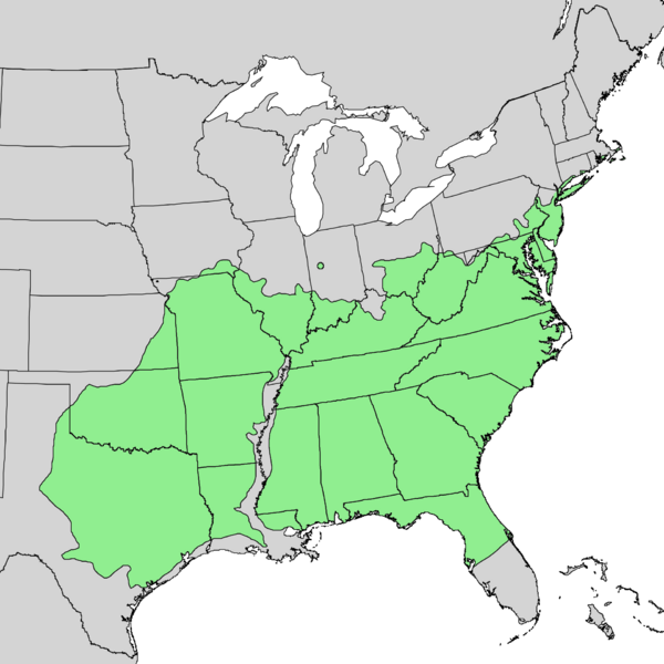 Файл:Quercus stellata range map 1.png