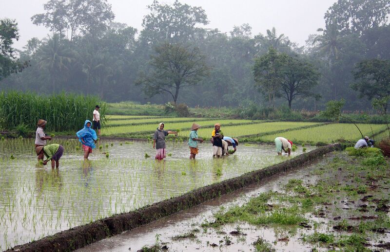 Файл:Rice plantation in Java.jpg
