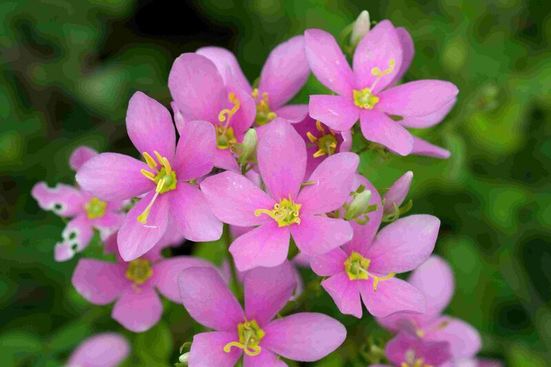 Файл:Sabatia angularis 3.jpg