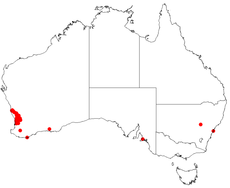 Файл:Hakea erinaceaDistMap47.png
