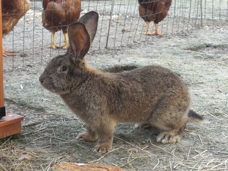 Файл:Lapin geant des flandres.JPG