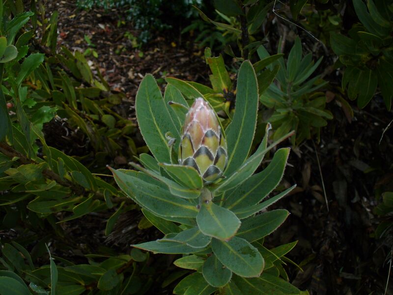 Файл:Protea compacta bud.jpg