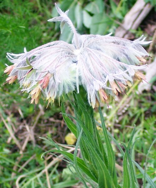 Файл:Rindera umbellata.jpg