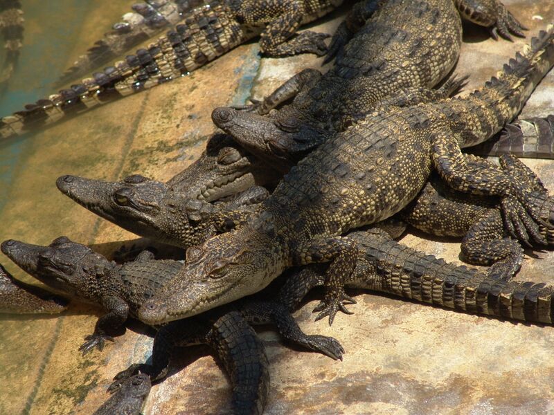 Файл:Siamcroc.JPG