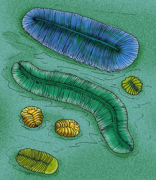 Файл:Dickinsonia Archaeaspinus.jpg