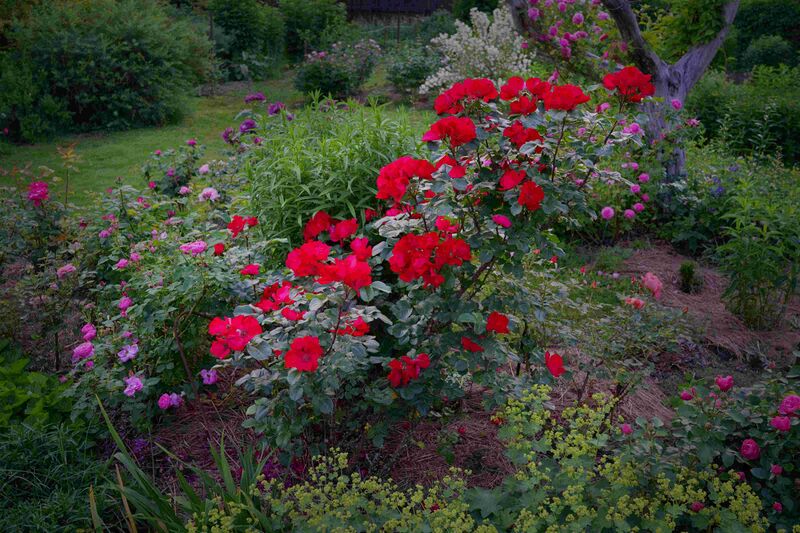 Файл:Rosa 'Robusta'11.jpg