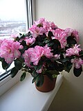 11:53, 28 февраль 2008 өлгөһө өсөн миниатюра