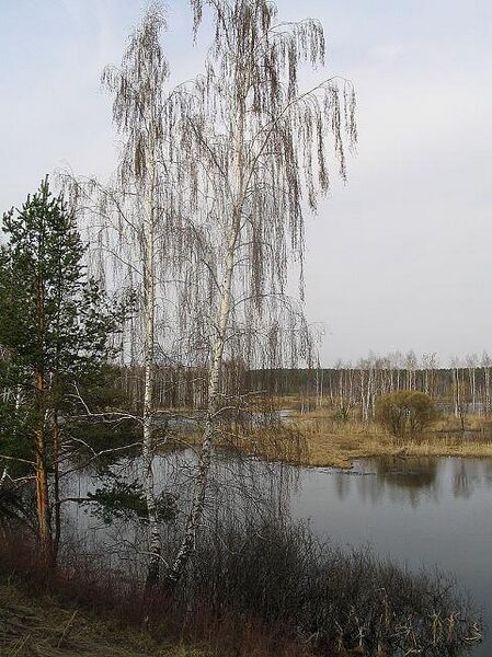 Файл:Birch aa.jpg