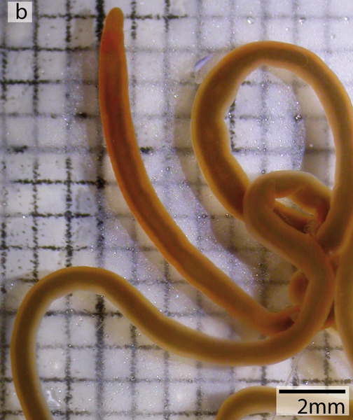 Файл:Cephalothrix linearis.png