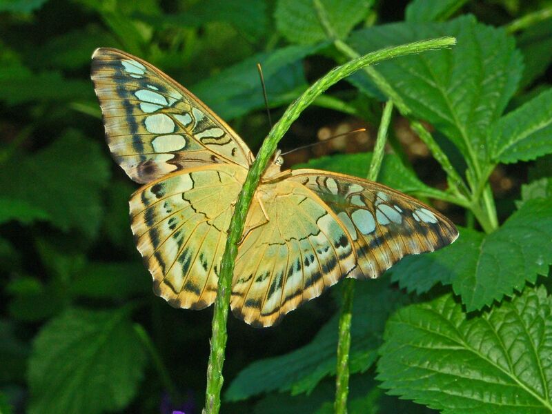 Файл:Clipper - Parthenos sylvia-7.JPG