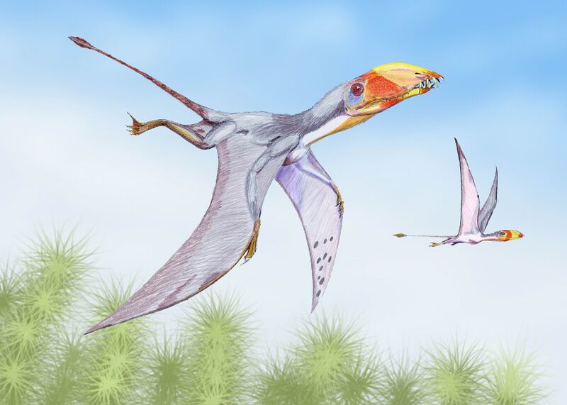 Файл:Dimorphodon2DB.jpg