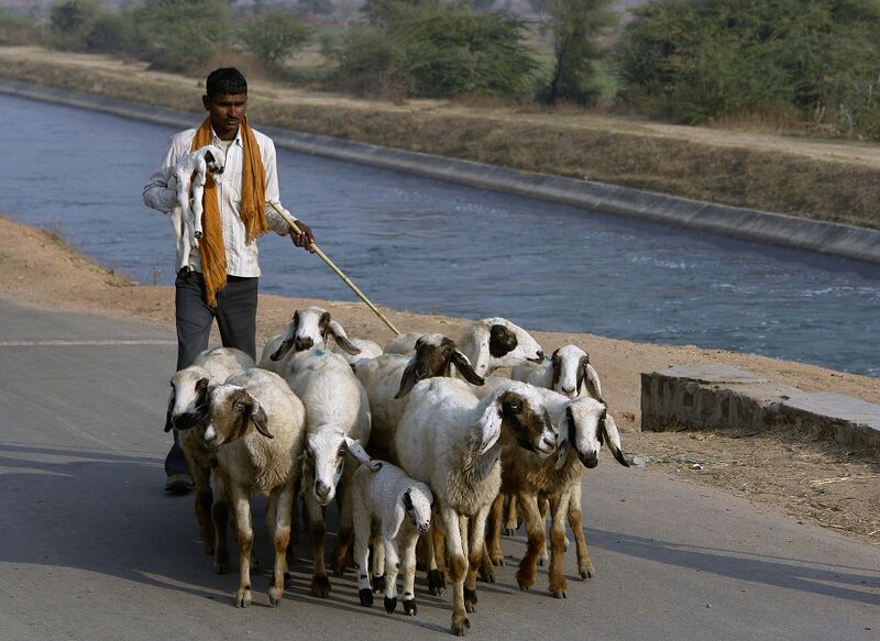 Файл:Shepherd, Chambal, India.jpg