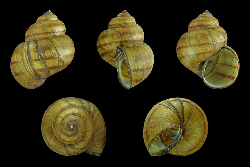 Файл:Viviparus contectus 01.JPG