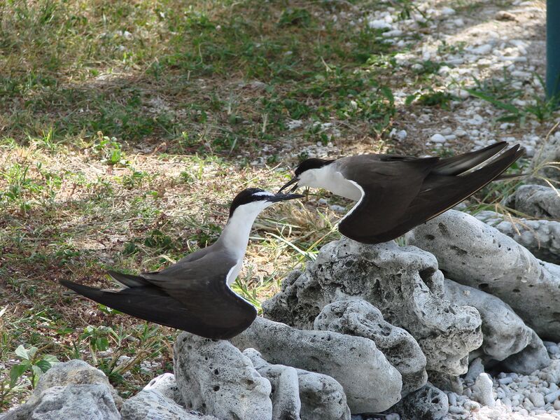 Файл:Bridled Terns Lady Elliot.JPG