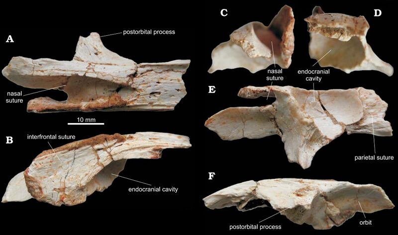 Файл:Elmisaurus frontal bone.jpg