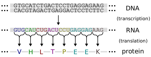 Файл:Genetic code.svg