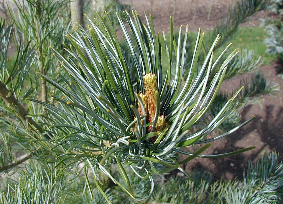 Файл:Pinus-parviflora-close.JPG