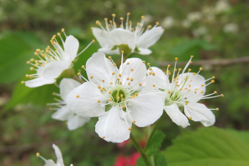 Файл:Prunus maximowiczii 7.JPG