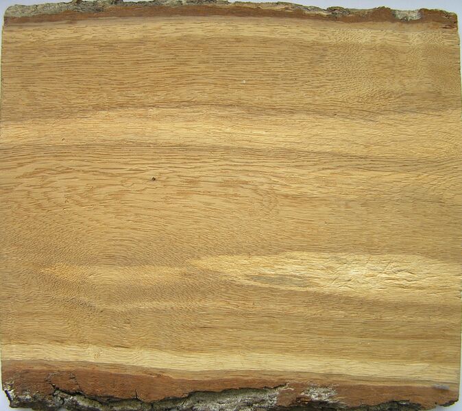 Файл:Querqus robur1 longitudinal beentree.JPG