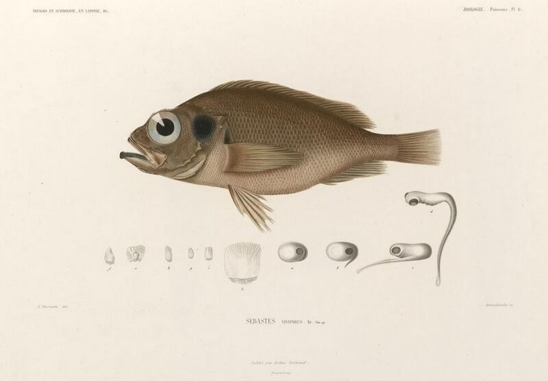 Файл:Sebastes viviparus.JPG