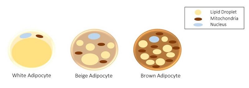 Файл:Adipocyte types.jpg