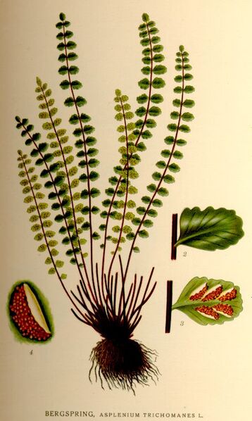 Файл:Asplenium trichomanes nf.jpg