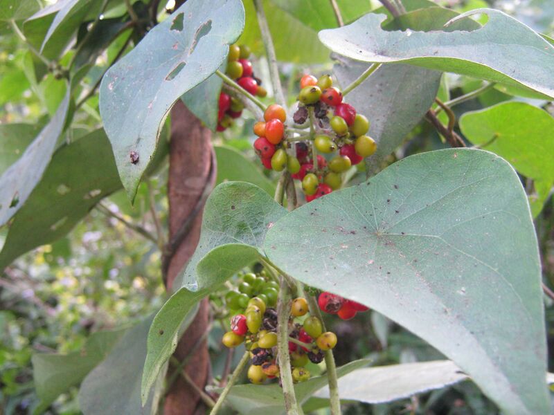 Файл:Batuli Pate NP.JPG