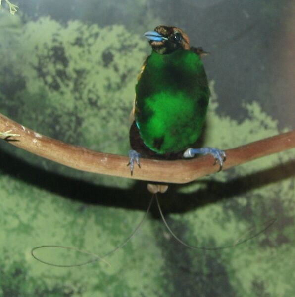 Файл:Bird of Paradise Image 003.jpg