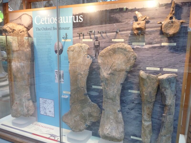 Файл:Cetiosaurus fossils.jpg