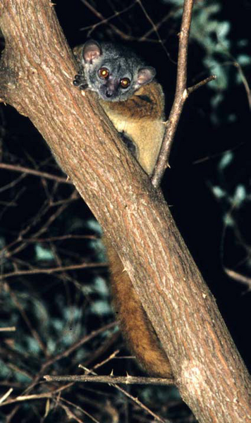 Файл:Lepilemur aeeclis b.PNG