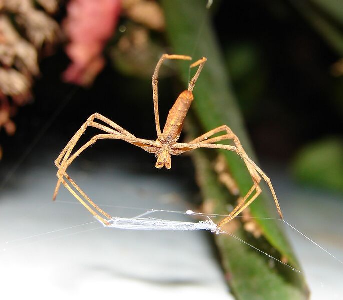 Файл:Net-casting spider.jpg