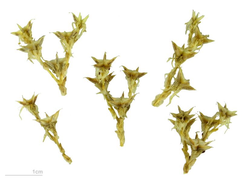 Файл:Sedum acre MHNT.BOT.2012.10.4.JPG