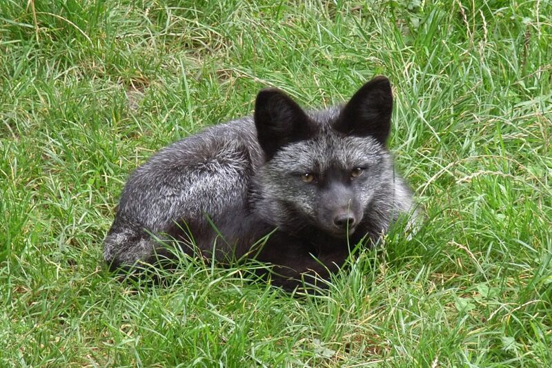 Файл:Silberfuchs 03.jpg