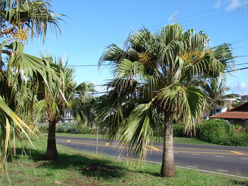 Файл:Starr 061206-2003 Pritchardia sp..jpg