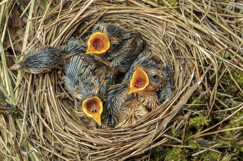 Файл:Aquatic Warbler Chicks.jpg
