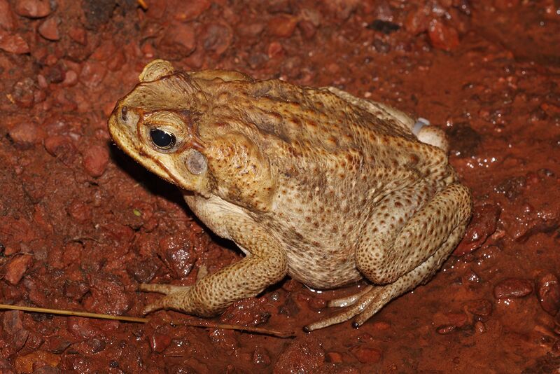 Файл:Canetoadfemale.jpg